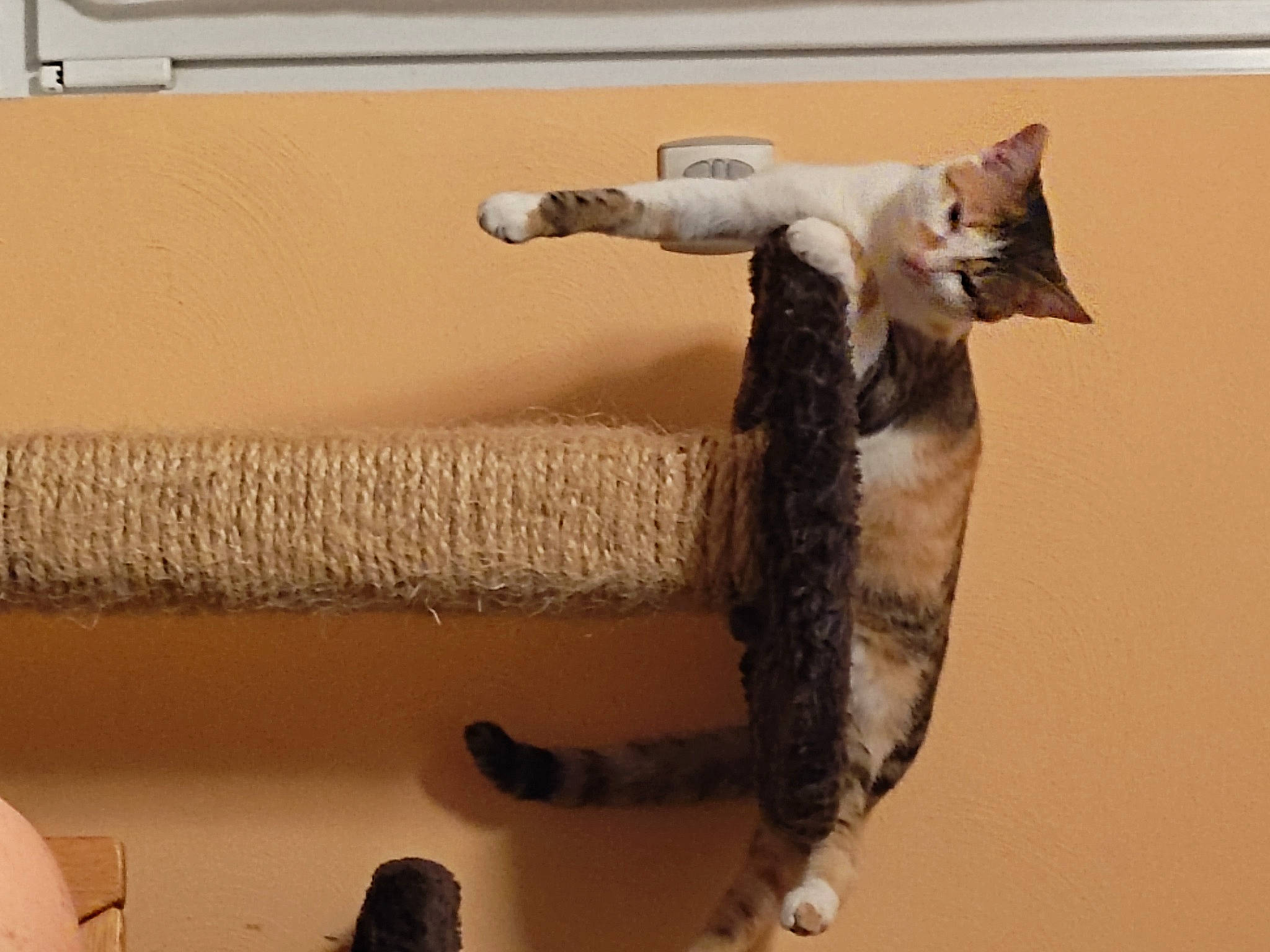 Freya a rejoint le concours — aidez-le/la à gagner de superbes lots ! artifact, bicycle_handlebar, carnivore, cat, claw, domestic_short_haired_cat, felidae, fur, hardwood, metal, pet_supply, room, rope, sculpture, shelf, small_to_medium_sized_cats, tail, whiskers, wood