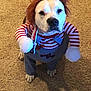 Keela is registered to the contest to win money with this photo: dog, costume, wig, striped_shirt, overalls, carpet, pet, indoor, funny, cute, animal, puppy, clothing, brown, white, face, paws, standing, looking, portrait