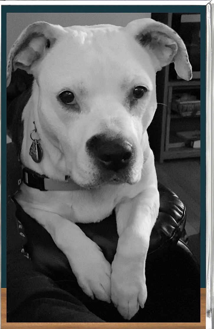 Keela is registered to the contest to win money with this photo: dog, pet, black_and_white, close_up, collar, indoor, resting, paws, animal, canine, face, ears, fur, looking, portrait, domestic, calm, home, sitting, furniture