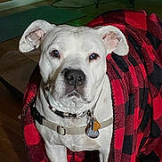 Keela joined the competition — help win amazing prizes! dog, white_dog, blanket, red, black, checkered, indoor, wood_floor, collar, tags, pet, animal, looking, calm, cute, cozy, fur, ears, face, leash