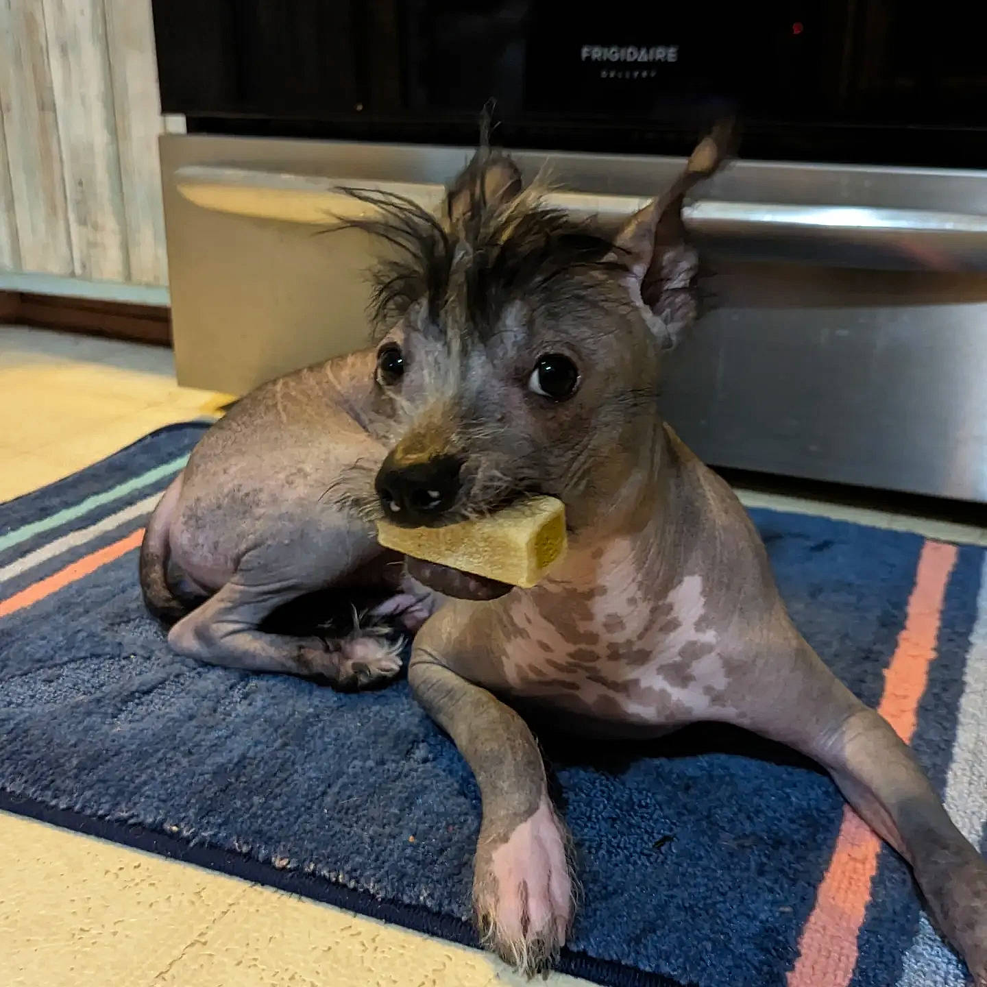 Sasha is registered to the contest to win money with this photo: canidae, carnivore, chinese_crested_dog, claw, companion_dog, dog, dog_breed, fawn, fur, liver, metal, mexican_hairless_dog, paw, peruvian_hairless_dog, snout, sporting_group, terrestrial_animal, toy_dog, whiskers, working_animal