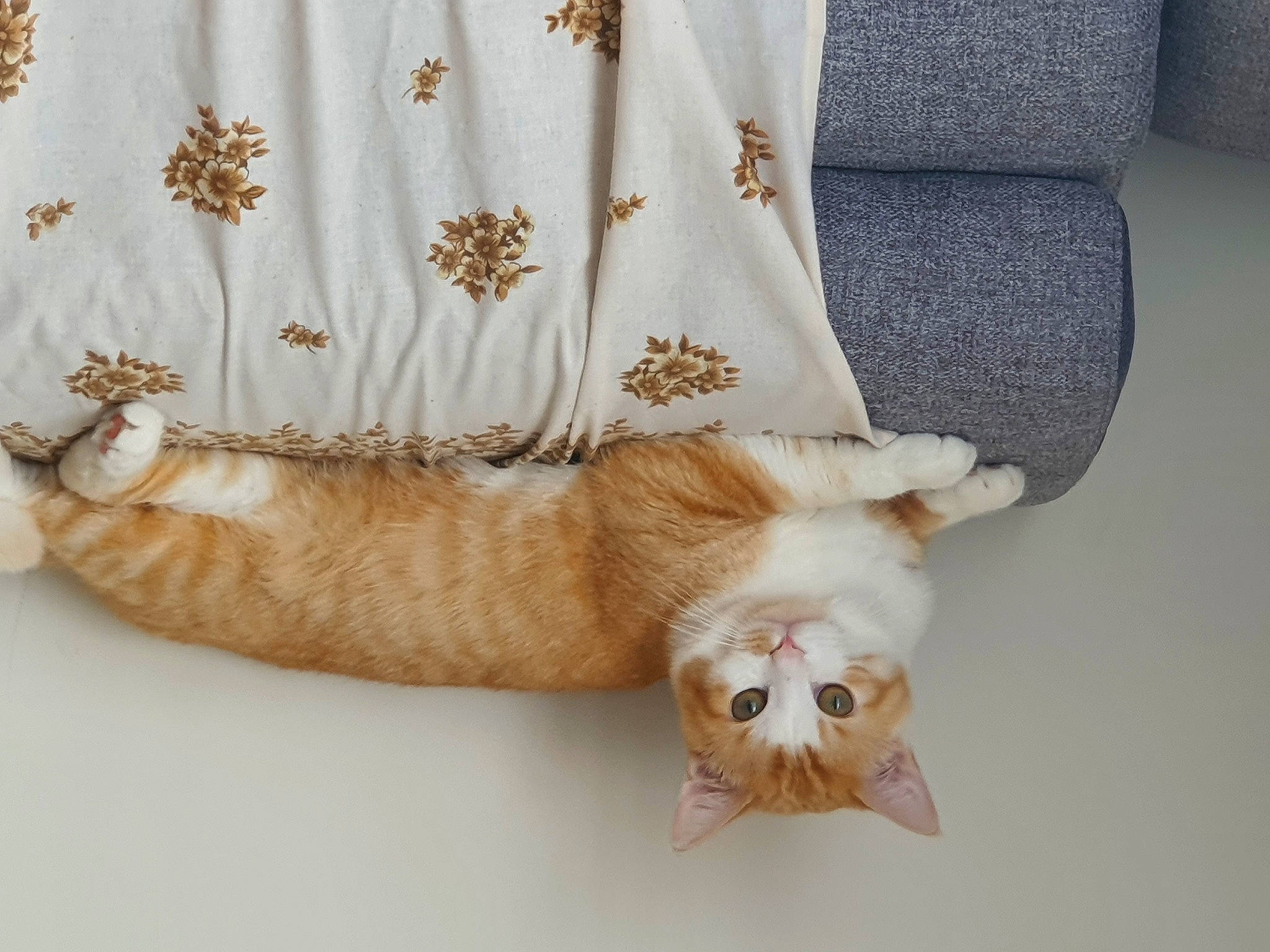 Garfild participe au concours pour gagner de l'argent avec cette photo : beige, carnivore, cat, comfort, companion_dog, couch, curtain, fawn, felidae, foot, fur, grey, jewellery, linens, small_to_medium_sized_cats, tail, textile, whiskers, white, wood