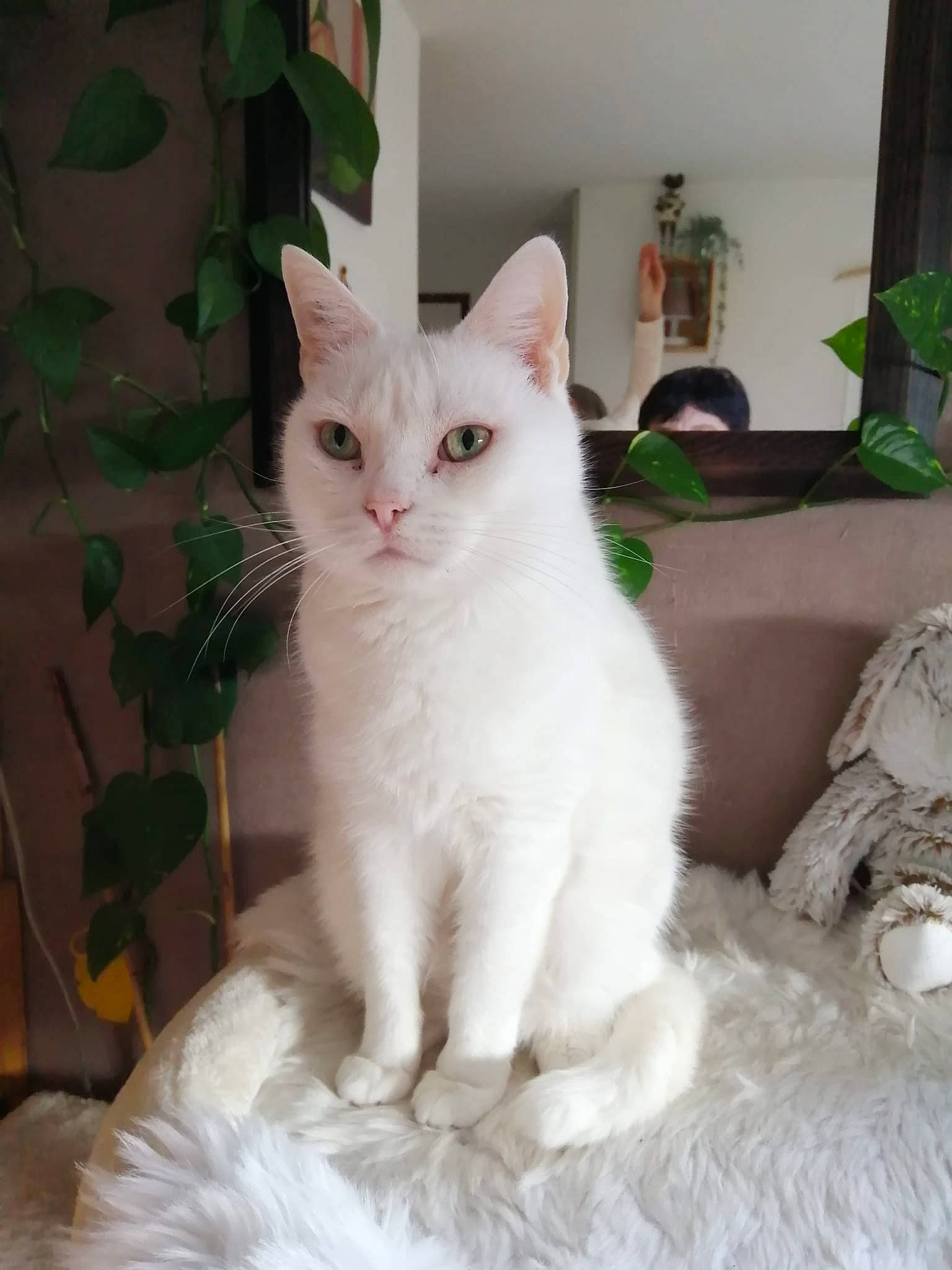 Jules a rejoint le concours — aidez-le/la à gagner de superbes lots ! carnivore, cat, comfort, domestic_short_haired_cat, felidae, flooring, foot, fur, head, houseplant, paw, plant, sitting, small_to_medium_sized_cats, snout, tail, whiskers