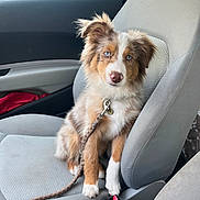 Roméo participe au concours pour gagner de l'argent avec cette photo : accessories, animal, belt, canine, car, car_interior, carseat, cockerspaniel, cushion, dog, headrest, homedecor, leash, papillon, pet, puppy, transportation, vehicle
