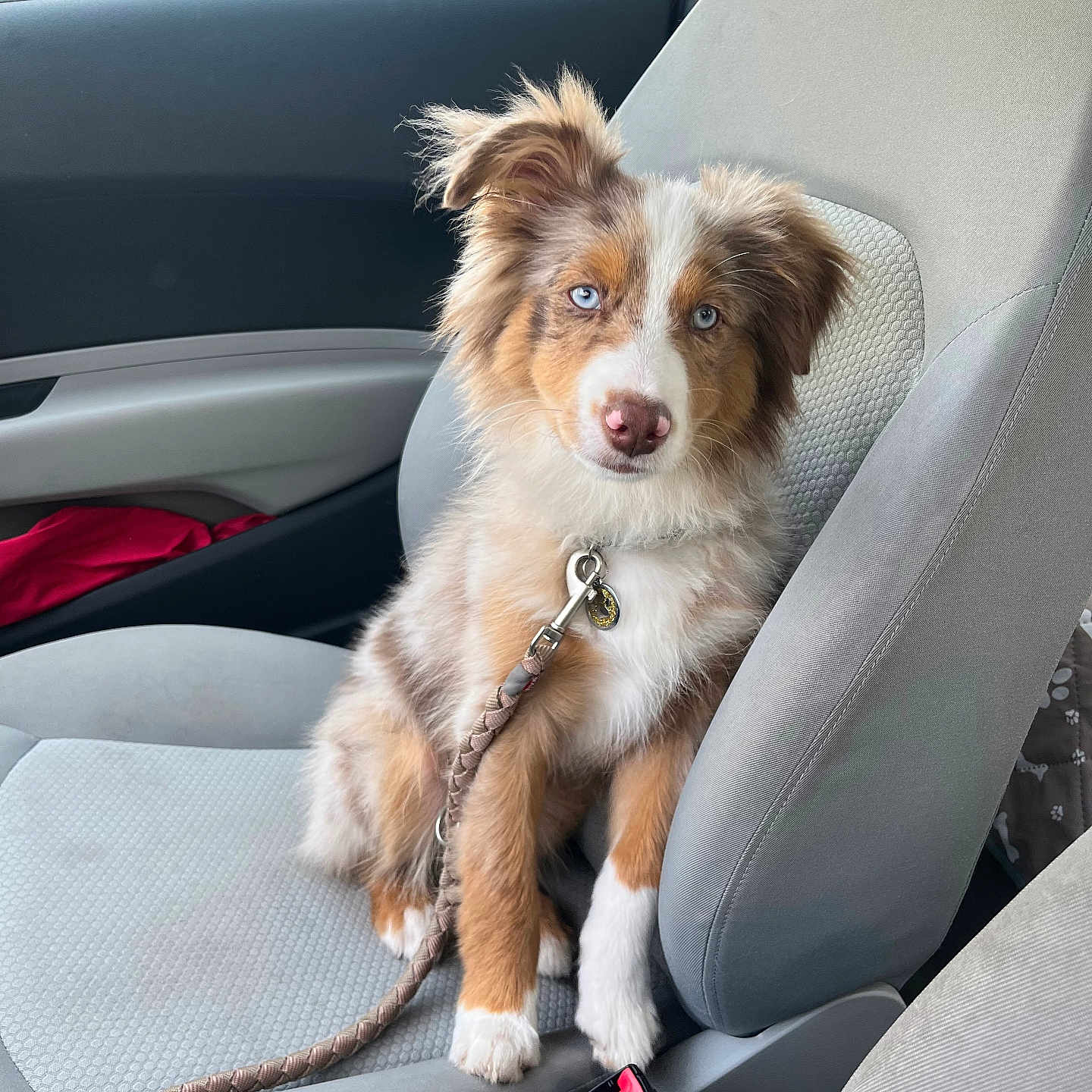 Roméo participe au concours pour gagner de l'argent avec cette photo : accessories, animal, belt, canine, car, car_interior, carseat, cockerspaniel, cushion, dog, headrest, homedecor, leash, papillon, pet, puppy, transportation, vehicle