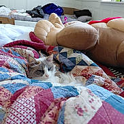 Seagan is registered to the contest to win money with this photo: cat, quilt, bed, stuffed_animal, plush_toy, blanket, bedroom, window, pillows, cozy, relaxed, blue_eyes, long_fur, indoor, pet, resting, patterned_quilt, fabric, home_interior, soft_toy