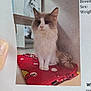 cat, long_fur, white_fur, gray_fur, sitting, red_blanket, polka_dot, indoor, window, shelter_animal, printed_paper, flyer, humane_society, paw, tail, portrait, hand_visible, photograph, adoption, cozy