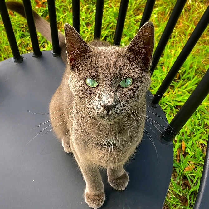Bleu