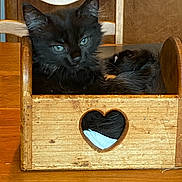 Bean joined the competition — help win amazing prizes! animal, black_cat, blue_eyes, cat, fluffy, fur, green_eyes, heart_shape, home, indoor, kitten, pet, phone_screenshot, portrait, rustic, sitting, sleeping, two_cats, wooden_drawer, wooden_furniture