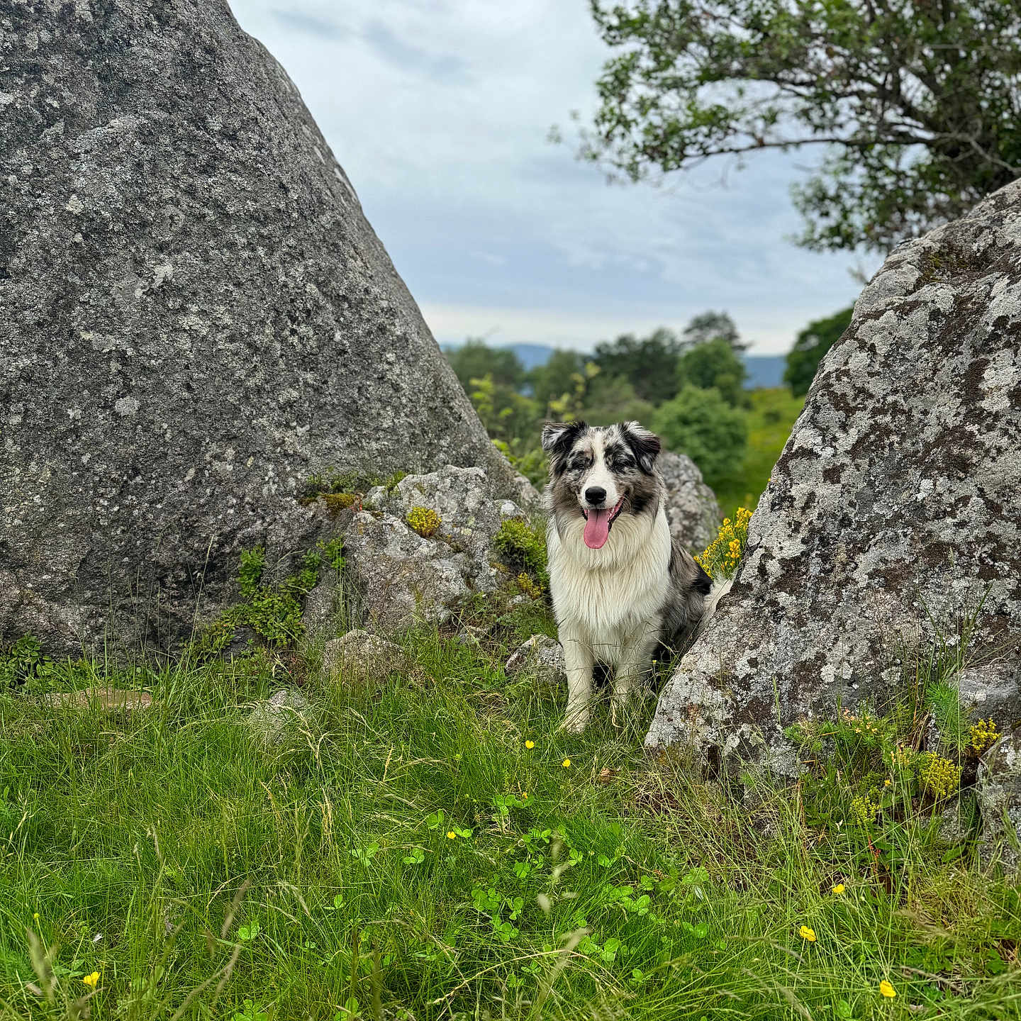 Uno Roche Embets a rejoint le concours — aidez-le/la à gagner de superbes lots ! animal, canine, countryside, dog, farm, field, flower, grass, grassland, meadow, nature, outdoors, pasture, pet, plant, puppy, rock, rural, terrier, vegetation