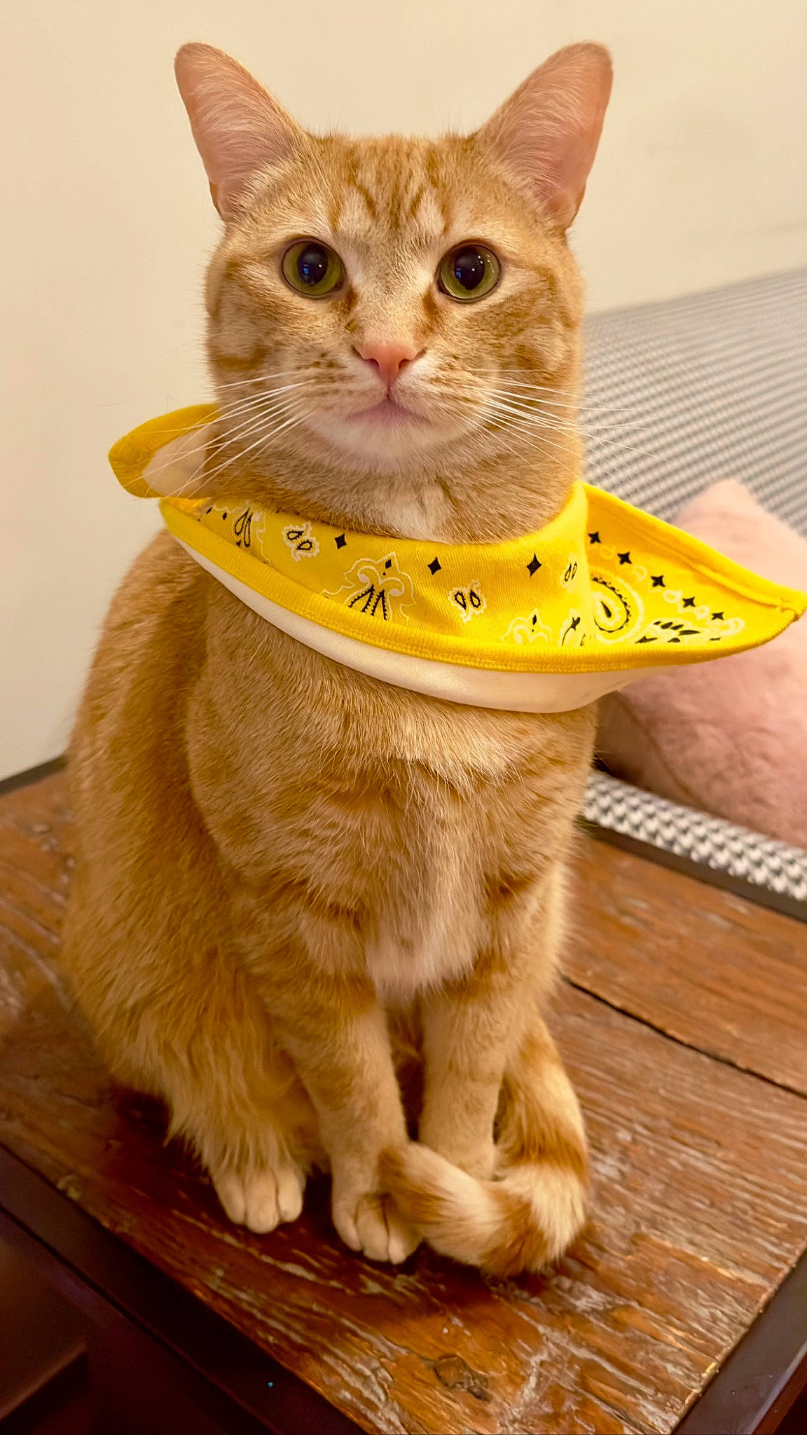 Kyle joined the competition — help win amazing prizes! bow_tie, carnivore, cat, cat_supply, collar, domestic_short_haired_cat, fawn, felidae, fur, internet_meme, paw, pet_supply, photo_caption, puzzle, small_to_medium_sized_cats, snout, tail, terrestrial_animal, whiskers, wood