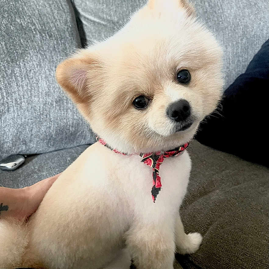 Cookie joined the competition — help win amazing prizes! accessories, animal, ankle, canine, collar, couch, cushion, dog, eskimodog, furniture, homedecor, husky, leash, person, pet, poodle, puppy, strap, terrier, whitedog