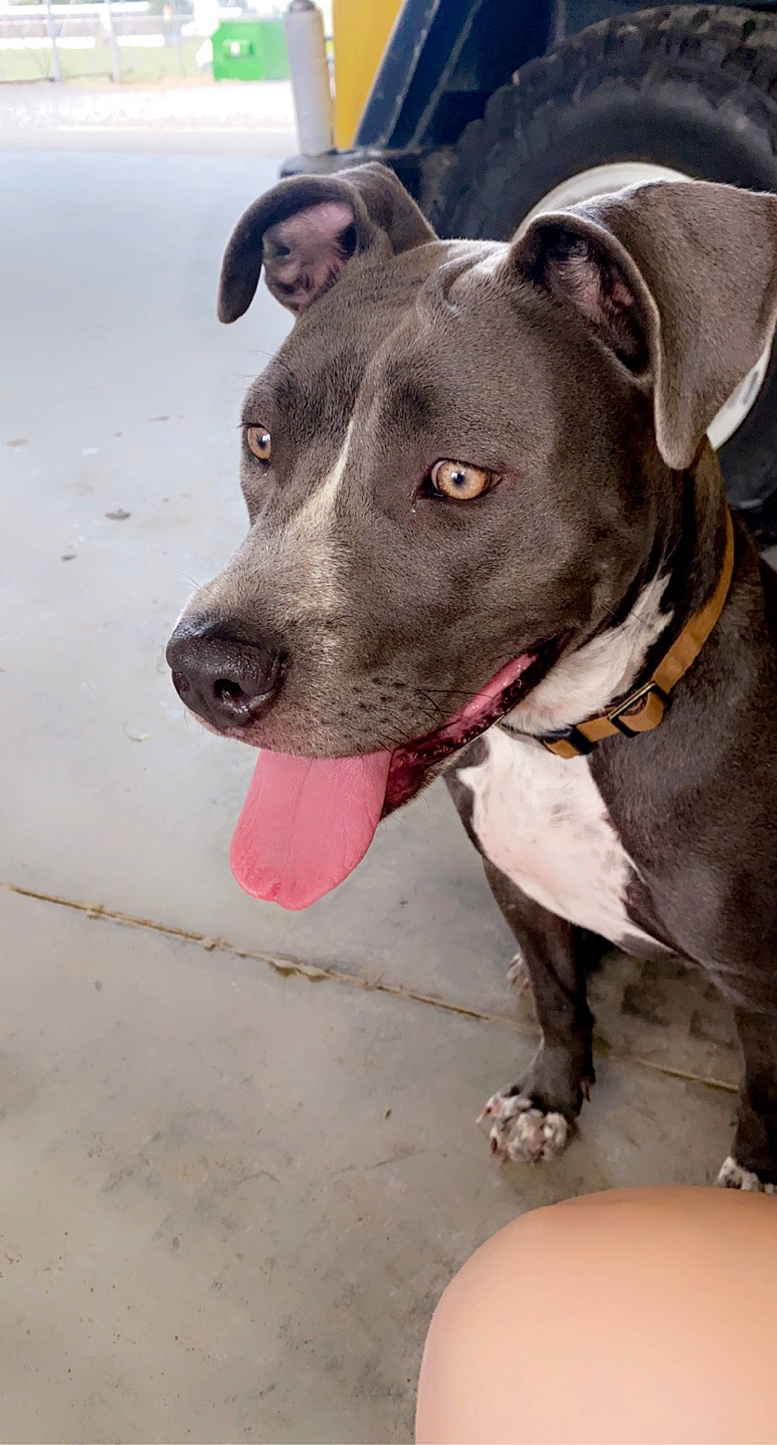 Gracie is registered to the contest to win money with this photo: canidae, carnivore, collar, companion_dog, dog, dog_breed, dog_collar, dog_supply, fashion_accessory, fawn, guard_dog, hunting_dog, leash, non_sporting_group, pet_supply, snout, sporting_group, whiskers, working_animal, working_dog