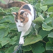 Bella a rejoint le concours — aidez-le/la à gagner de superbes lots ! cat, calico_cat, feline, animal, pet, outdoor, garden, foliage, leaves, greenery, branch, climbing, walking, white_fur, brown_fur, black_fur, striped_fur, whiskers, ears, nature