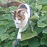 cat, calico_cat, feline, animal, pet, outdoor, garden, foliage, leaves, greenery, branch, climbing, walking, white_fur, brown_fur, black_fur, striped_fur, whiskers, ears, nature