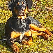 Dolly participe au concours pour gagner de l'argent avec cette photo : dog, rottweiler, black_and_tan, pet, canine, animal, outdoor, grass, yard, lying_down, sitting, collar, short_hair, alert, serious_expression, portrait, sunlight, garden, brown_markings, large_breed