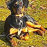 dog, rottweiler, black_and_tan, pet, canine, animal, outdoor, grass, yard, lying_down, sitting, collar, short_hair, alert, serious_expression, portrait, sunlight, garden, brown_markings, large_breed