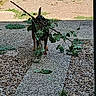 Dolly a rejoint le concours — aidez-le/la à gagner de superbes lots ! dog, black_dog, tan_markings, outdoor, gravel, path, garden, plants, leaves, branch, foliage, standing, animal, pet, backyard, sunlight, shadow, nature, funny, camouflage