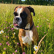 Taïa a rejoint le concours — aidez-le/la à gagner de superbes lots ! dog, boxer, meadow, wildflowers, grass, outdoor, nature, sunlight, greenery, flower, pet, animal, summer, field, canine, collar, plant, tree, daytime, mammal