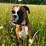 dog, boxer, meadow, wildflowers, grass, outdoor, nature, sunlight, greenery, flower, pet, animal, summer, field, canine, collar, plant, tree, daytime, mammal