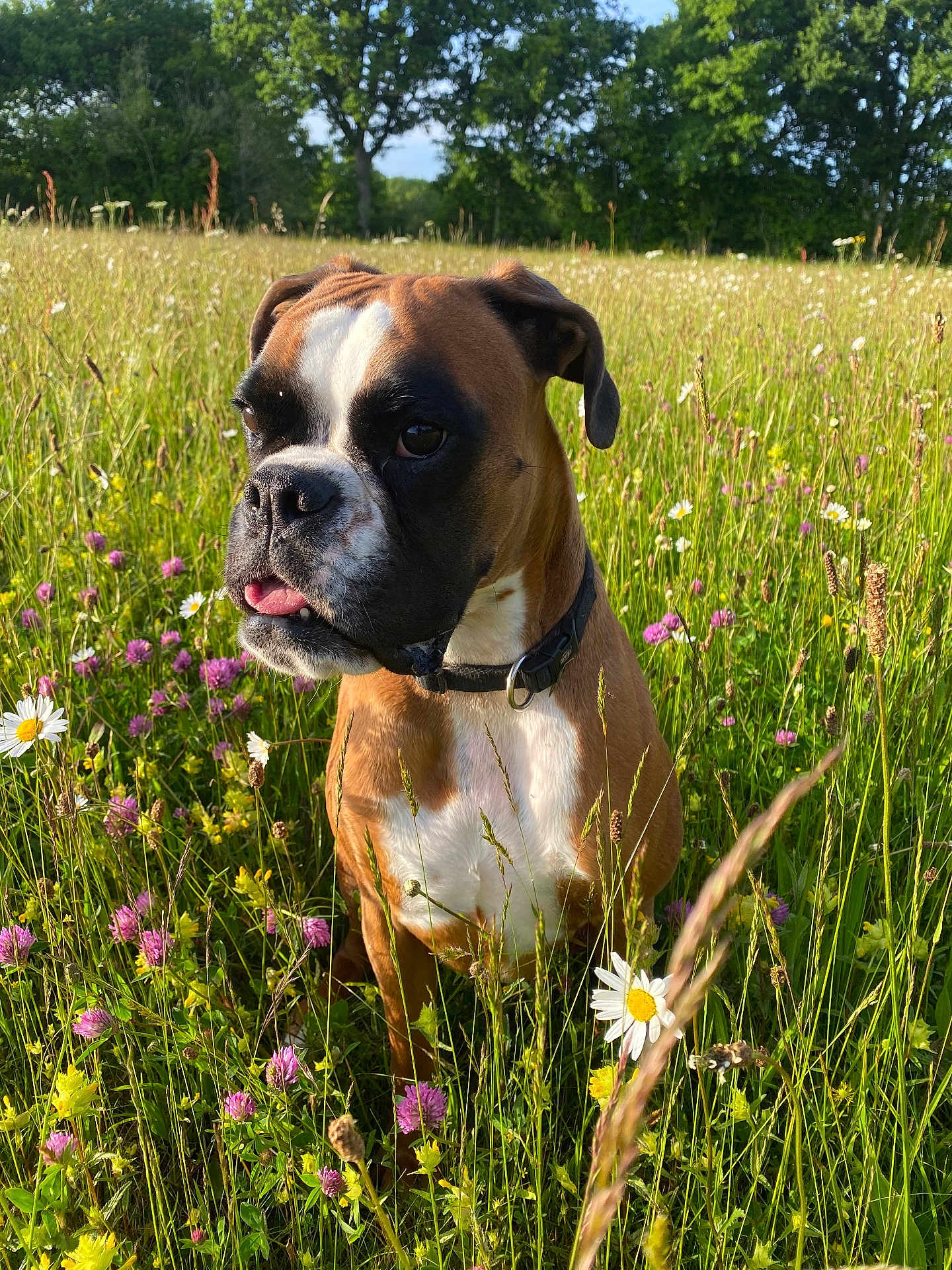 Taïa a rejoint le concours — aidez-le/la à gagner de superbes lots ! dog, boxer, meadow, wildflowers, grass, outdoor, nature, sunlight, greenery, flower, pet, animal, summer, field, canine, collar, plant, tree, daytime, mammal