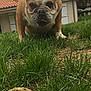 Philippine a rejoint le concours — aidez-le/la à gagner de superbes lots ! american_bulldog, australian_bulldog, british_bulldogs, bulldog, canidae, carnivore, companion_dog, dog, dog_breed, dorset_olde_tyme_bulldogge, fawn, grass, mammal, non_sporting_group, old_english_bulldog, olde_english_bulldogge, pug, snout, toy_bulldog, vertebrate