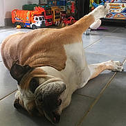 Philippine participe au concours pour gagner de l'argent avec cette photo : british_bulldogs, bulldog, bullmastiff, canidae, carnivore, companion_dog, dog, dog_breed, fawn, french_bulldog, non_sporting_group, old_english_bulldog, olde_english_bulldogge, pug, snout, tail, toy_dog