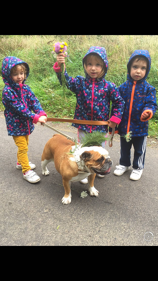 Philippine participe au concours pour gagner de l'argent avec cette photo : canidae, carnivore, companion_dog, dog, dog_breed, dog_walking, fawn, leash, mammal, person, sporting_group, vertebrate