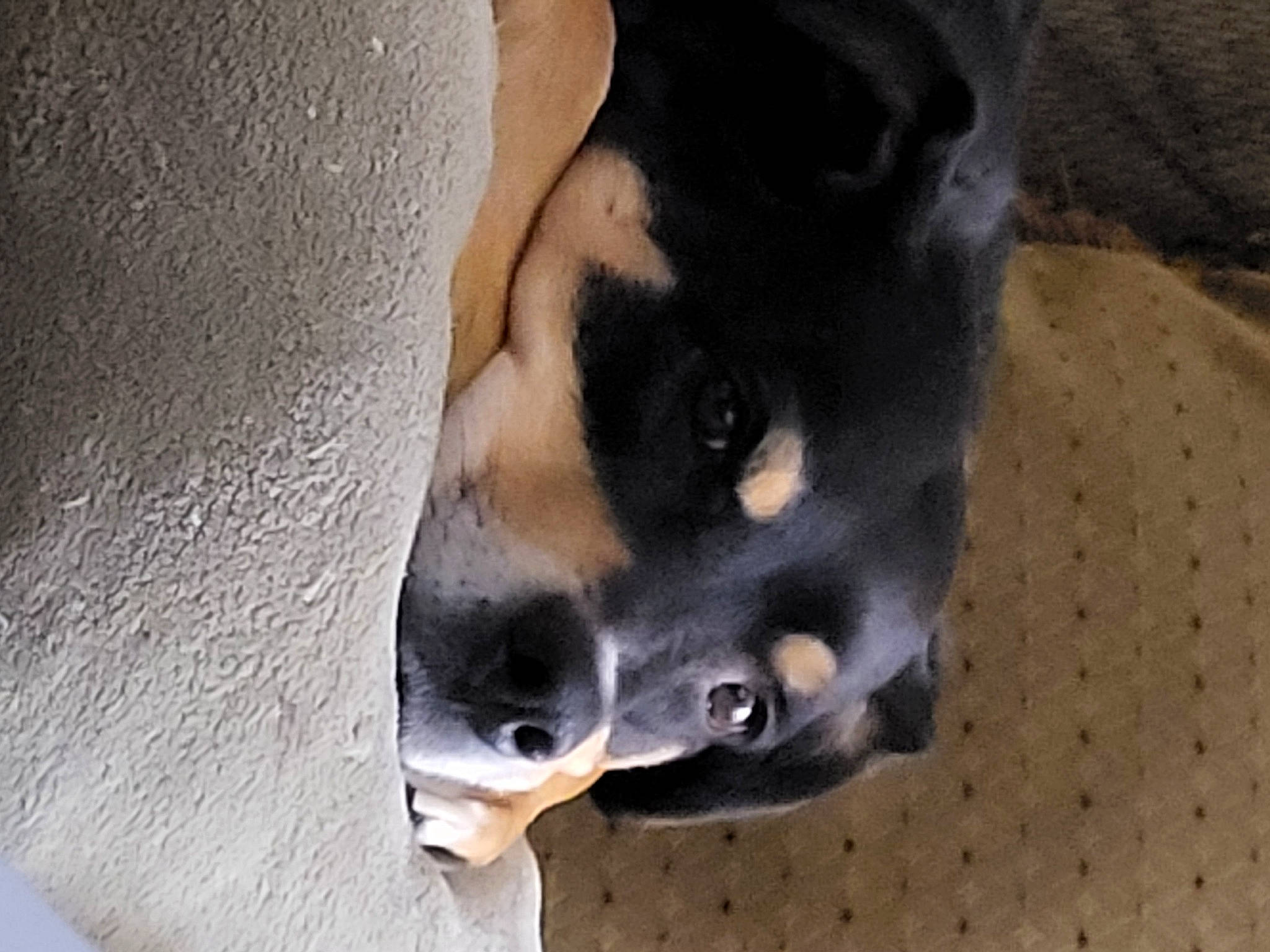 Sasha is registered to the contest to win money with this photo: carnivore, companion_dog, dog, dog_breed, guard_dog, non_sporting_group, paw, snout, street_dog, terrestrial_animal, toy_dog, whiskers, working_animal, working_dog