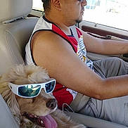 Astro joined the competition — help win amazing prizes! beard, cap, car, casual, clothing, dog, driver, happy, interior, light, man, pet, reflection, road_trip, seat, seatbelt, summer, sunglasses, tongue, window