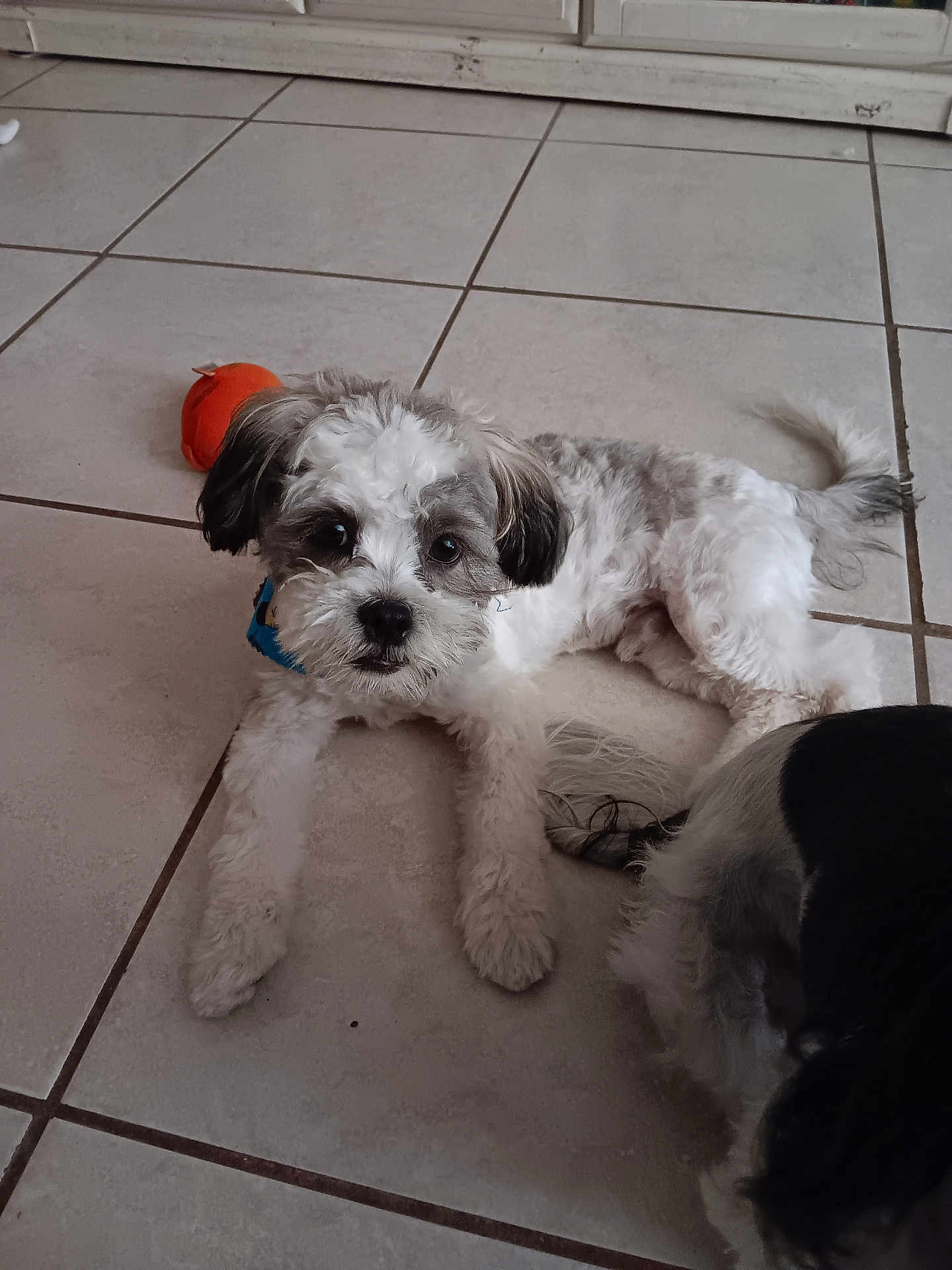 Mochi joined the competition — help win amazing prizes! dog, puppy, tile_floor, indoor, toy, white_fur, gray_fur, black_fur, pet, cute, lying_down, closeup, companion, domestic_animal, playful, young_dog, animal, floor, fur, ears