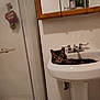 Sapphire is registered to the contest to win money with this photo: animal, bathroom, bottle, cabinet, cat, cleaning_products, faucet, heart_decoration, indoor, love_you, mirror, pet, relaxed, shower, shower_door, sink, tabby_cat, toiletries, white_sink, wooden_frame
