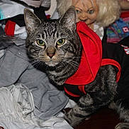 Sapphire is registered to the contest to win money with this photo: animal, black, cat, clothing, clutter, cute, doll, fabric, fur, gray, green_eyes, hoodie, indoor, pet, portrait, red, striped, tabby_cat, textile, whiskers