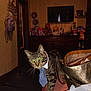 Sapphire is registered to the contest to win money with this photo: animal, bed, carpet, cat, clutter, collar, curious, dolls, domestic, dresser, feline, indoor, mirror, pet, purse, room, tabby_cat, television, tie, wall