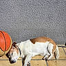Eristoff participe au concours pour gagner de l'argent avec cette photo : animal, basketball, brown_and_white, collar, dog, fur, home, lying_down, outdoor, patio, paws, pet, relaxed, resting, shadow, sleeping, sports_ball, sunlight, tiles, wall