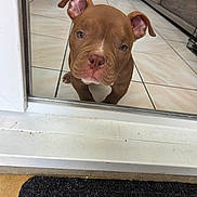 Buddy participe au concours pour gagner de l'argent avec cette photo : dog, puppy, brown_dog, short_hair, floppy_ears, standing, looking_at_camera, pet, animal, indoors, doorway, glass_door, tile_floor, furniture, dog_toy, green_toy, doormat, portrait, close_up, cute
