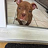 dog, puppy, brown_dog, short_hair, floppy_ears, standing, looking_at_camera, pet, animal, indoors, doorway, glass_door, tile_floor, furniture, dog_toy, green_toy, doormat, portrait, close_up, cute