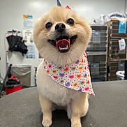 Pixie is registered to the contest to win money with this photo: animal, background, bandana, collar, cute, dog, face, fur, grooming, happy, indoor, kennel, leash, pet, pet_care, pomeranian, small_dog, smiling, table, tongue_out