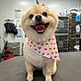 animal, background, bandana, collar, cute, dog, face, fur, grooming, happy, indoor, kennel, leash, pet, pet_care, pomeranian, small_dog, smiling, table, tongue_out