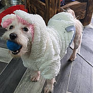 Falki is registered to the contest to win money with this photo: dog, small_dog, costume, white_costume, pink_ears, blue_ball, pet, indoor, wooden_furniture, floor_tiles, cute, animal, playing, toy, mouth, standing, fur, companion, domestic_animal, household