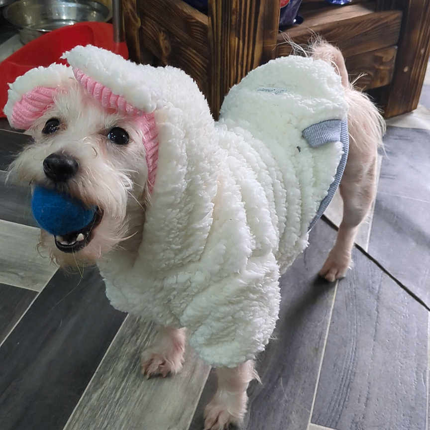 Falki is registered to the contest to win money with this photo: animal, blue_ball, companion, costume, cute, dog, domestic_animal, floor_tiles, fur, household, indoor, mouth, pet, pink_ears, playing, small_dog, standing, toy, white_costume, wooden_furniture