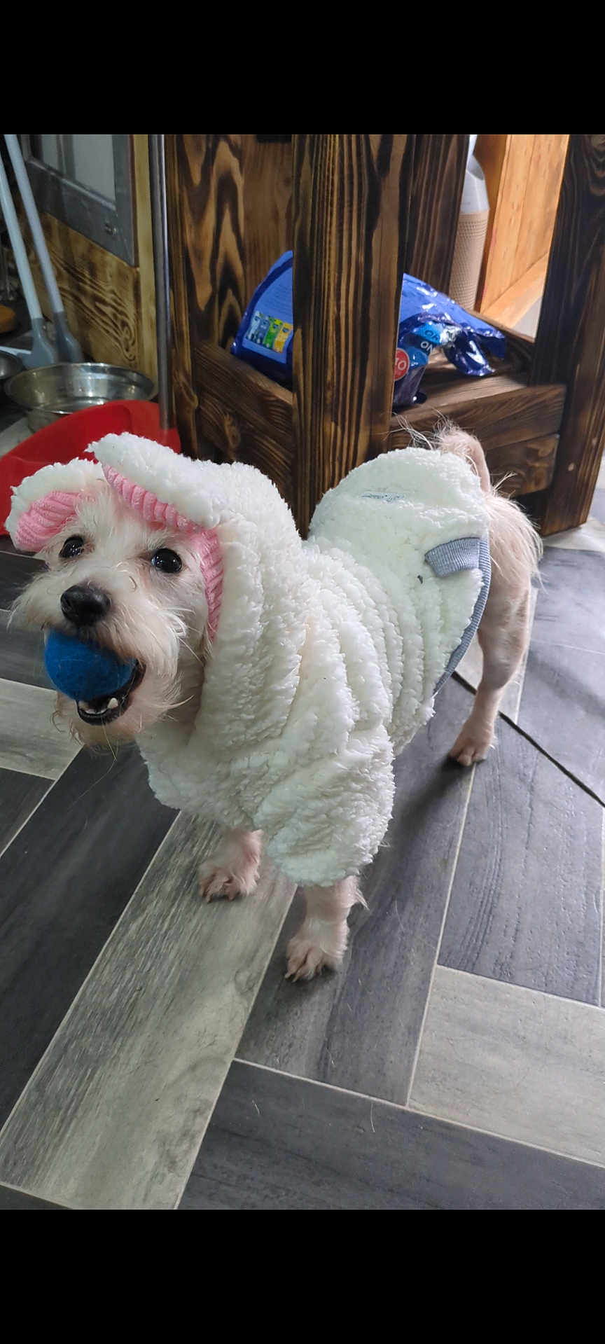Falki is registered to the contest to win money with this photo: dog, small_dog, costume, white_costume, pink_ears, blue_ball, pet, indoor, wooden_furniture, floor_tiles, cute, animal, playing, toy, mouth, standing, fur, companion, domestic_animal, household