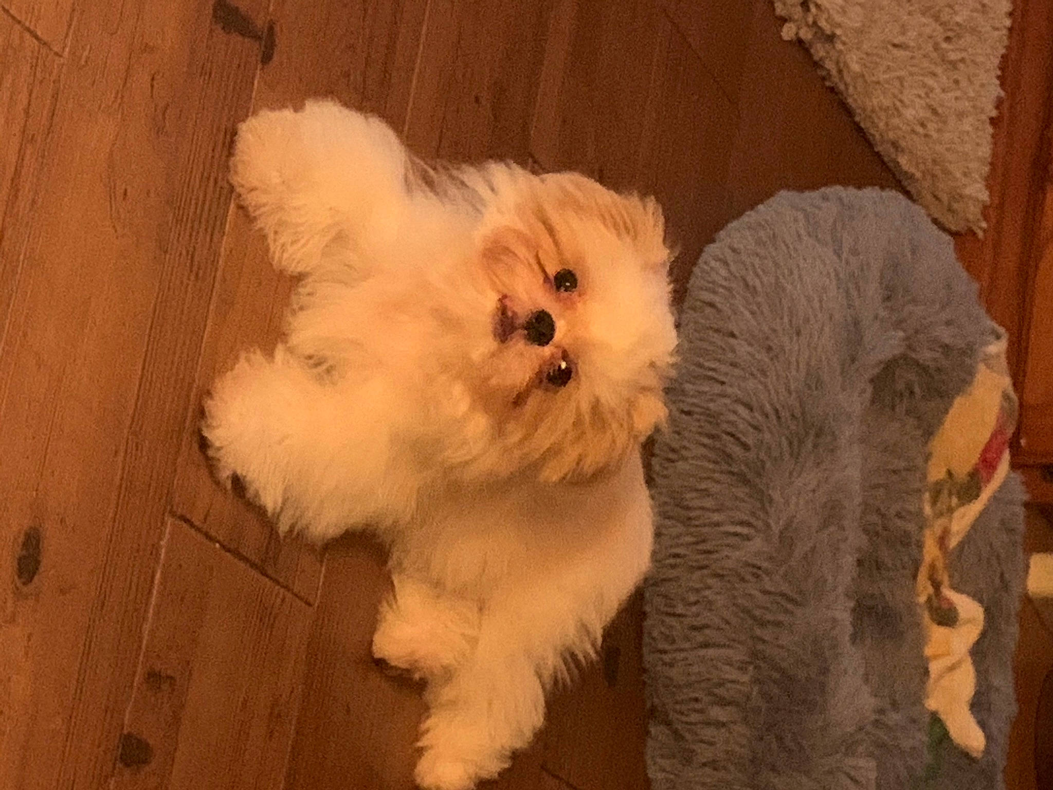 Gizmo joined the competition — help win amazing prizes! canidae, carnivore, companion_dog, dog, dog_breed, fawn, fur, hardwood, maltepoo, non_sporting_group, small_terrier, snout, sporting_group, terrier, toy_dog, wood, working_animal