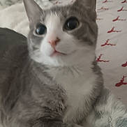 Minxy is registered to the contest to win money with this photo: cat, grey_cat, white_cat, pet, feline, close_up, indoor, bed, blanket, soft, animal, cute, whiskers, ears, fur, resting, lying_down, domestic_animal, cozy, blurred