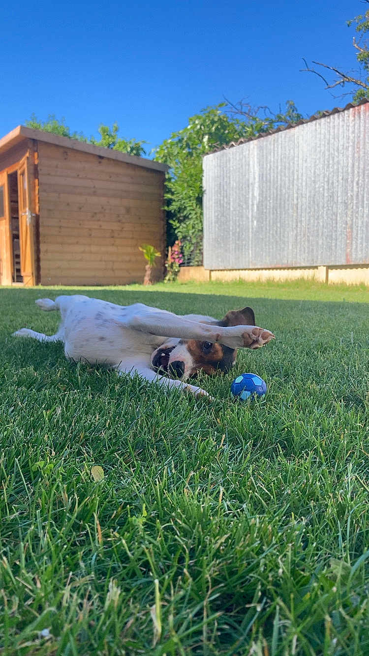 Vita a rejoint le concours — aidez-le/la à gagner de superbes lots ! dog, grass, blue_sky, shed, ball, playful, outdoor, pet, fence, sunny, canine, greenery, yard, nature, relaxing, paw, mouth_open, summer, backyard, animal
