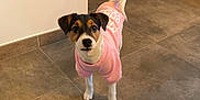 Vita participe au concours pour gagner de l'argent avec cette photo : dog, pet, indoor, floor, tile, hoodie, clothing, curious, small_dog, ears, tail, wall, electrical_outlet, doorway, brown, white, black, standing, looking, domestic