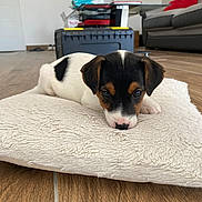 Vita a rejoint le concours — aidez-le/la à gagner de superbes lots ! puppy, dog, lying_down, cushion, floor, indoor, wooden_floor, black_and_white, brown, pet, cute, young_dog, resting, living_room, sofa, table, cozy, domestic, small_dog, house