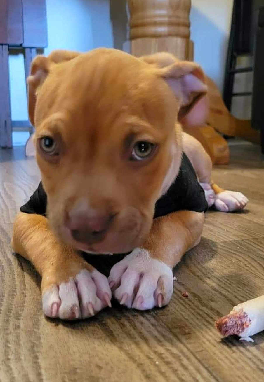 Pluto is registered to the contest to win money with this photo: puppy, dog, indoor, floor, wooden_floor, black_shirt, pet, close_up, curious, cute, animal, young_dog, paws, lying_down, treat, bone, domestic_animal, brown_dog, white_paws, companion