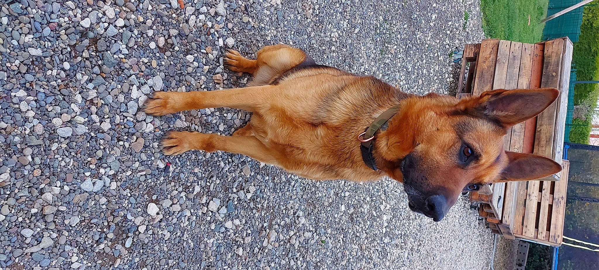 Vasko a rejoint le concours — aidez-le/la à gagner de superbes lots ! carnivore, collar, companion_dog, dog, dog_breed, dog_collar, dog_supply, fawn, fur, hound, liver, paw, pet_supply, road_surface, street_dog, tail, terrestrial_animal, whiskers, working_animal, working_dog