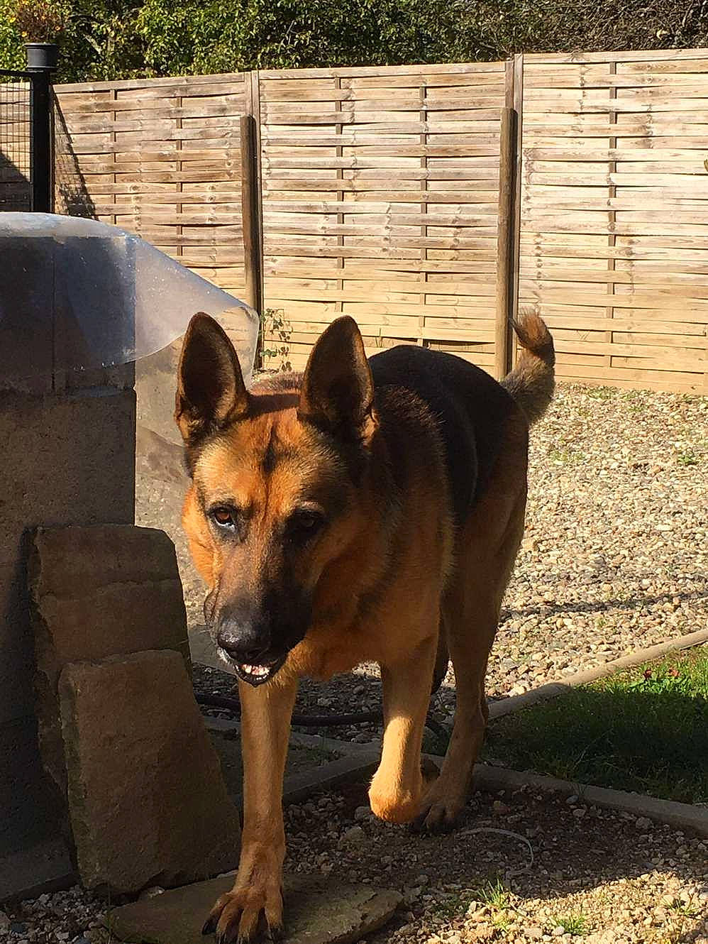 Vasko participe au concours pour gagner de l'argent avec cette photo : canidae, carnivore, companion_dog, dog, dog_breed, east_european_shepherd, fawn, fence, flooring, german_shepherd_dog, grass, herding_dog, home_fencing, pet_supply, plant, snout, sporting_group, wood, working_animal, working_dog